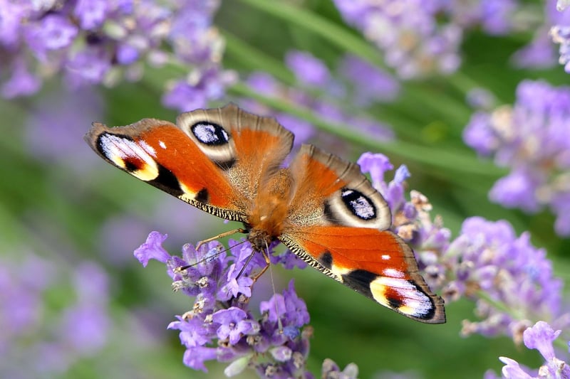 Butterfly Effects